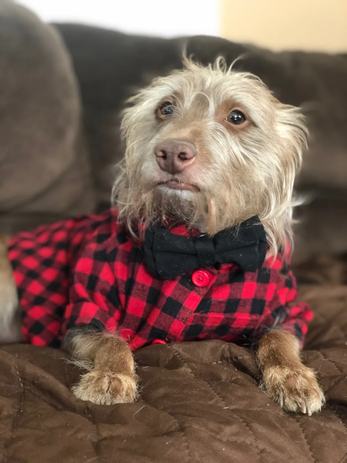 Lost dog in Pico Rivera, CA, 90660
