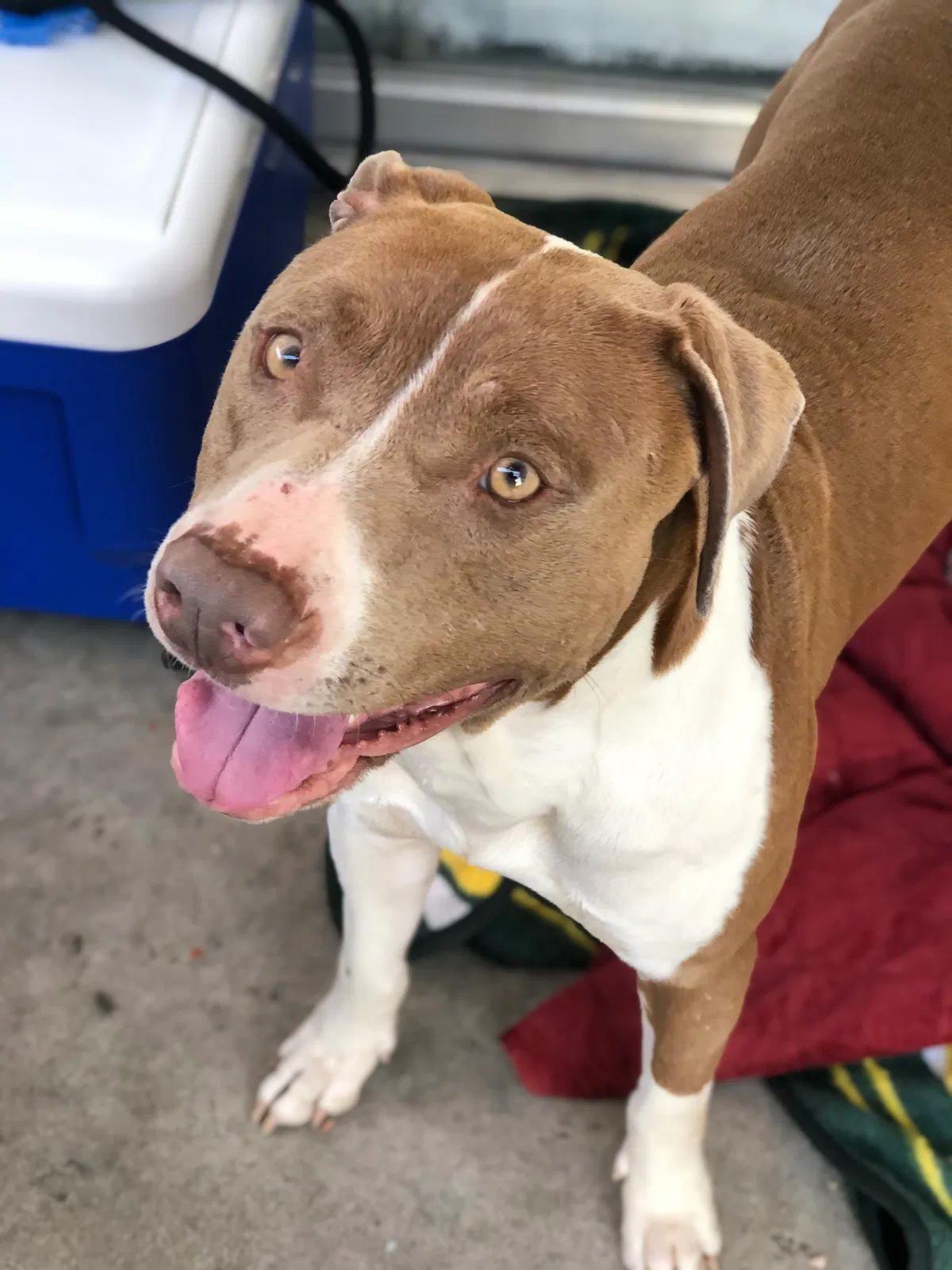 Lost dog in Riverside, CA, 92507