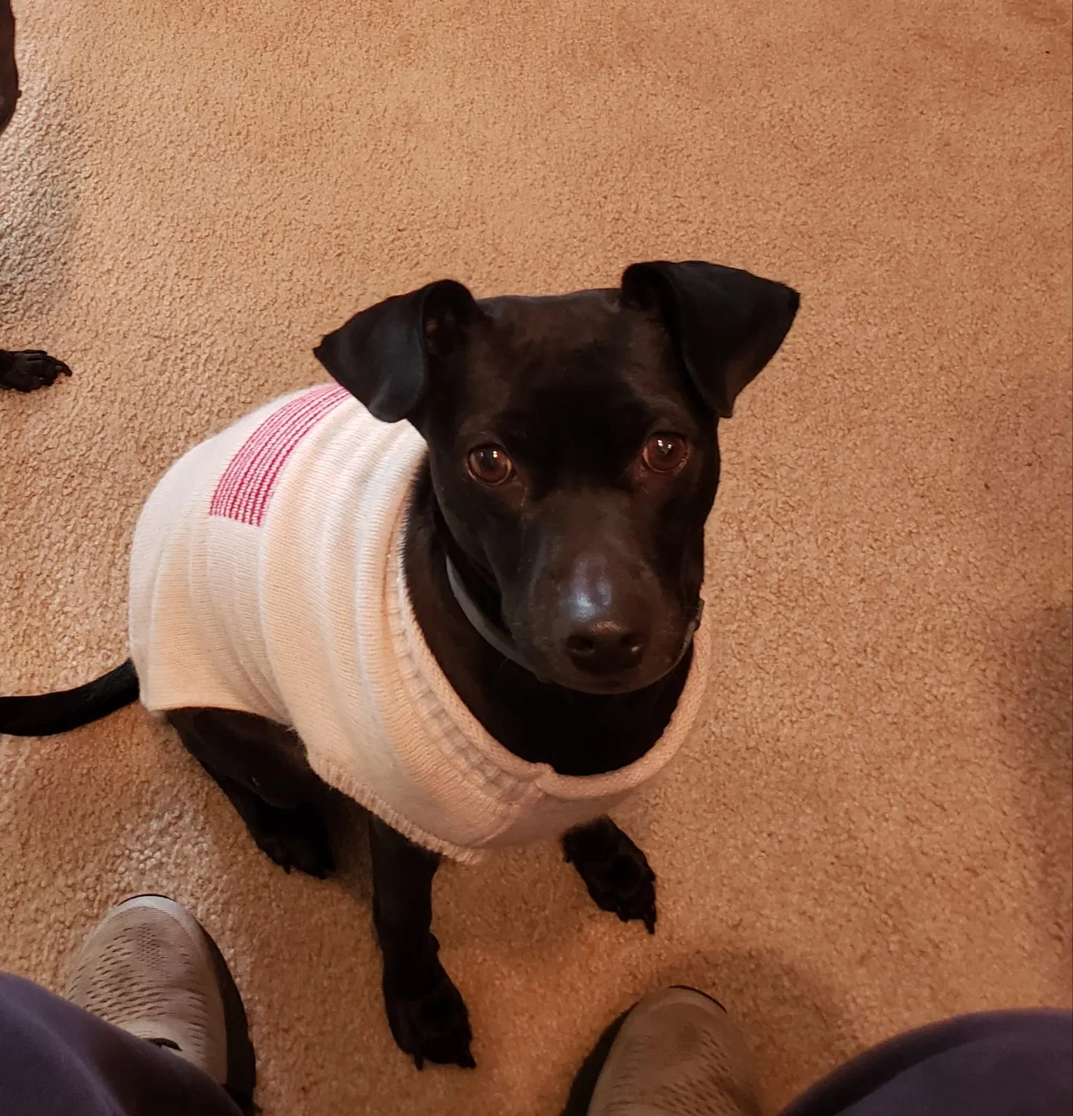 Lost dog in Hawthorne, CA, 90250