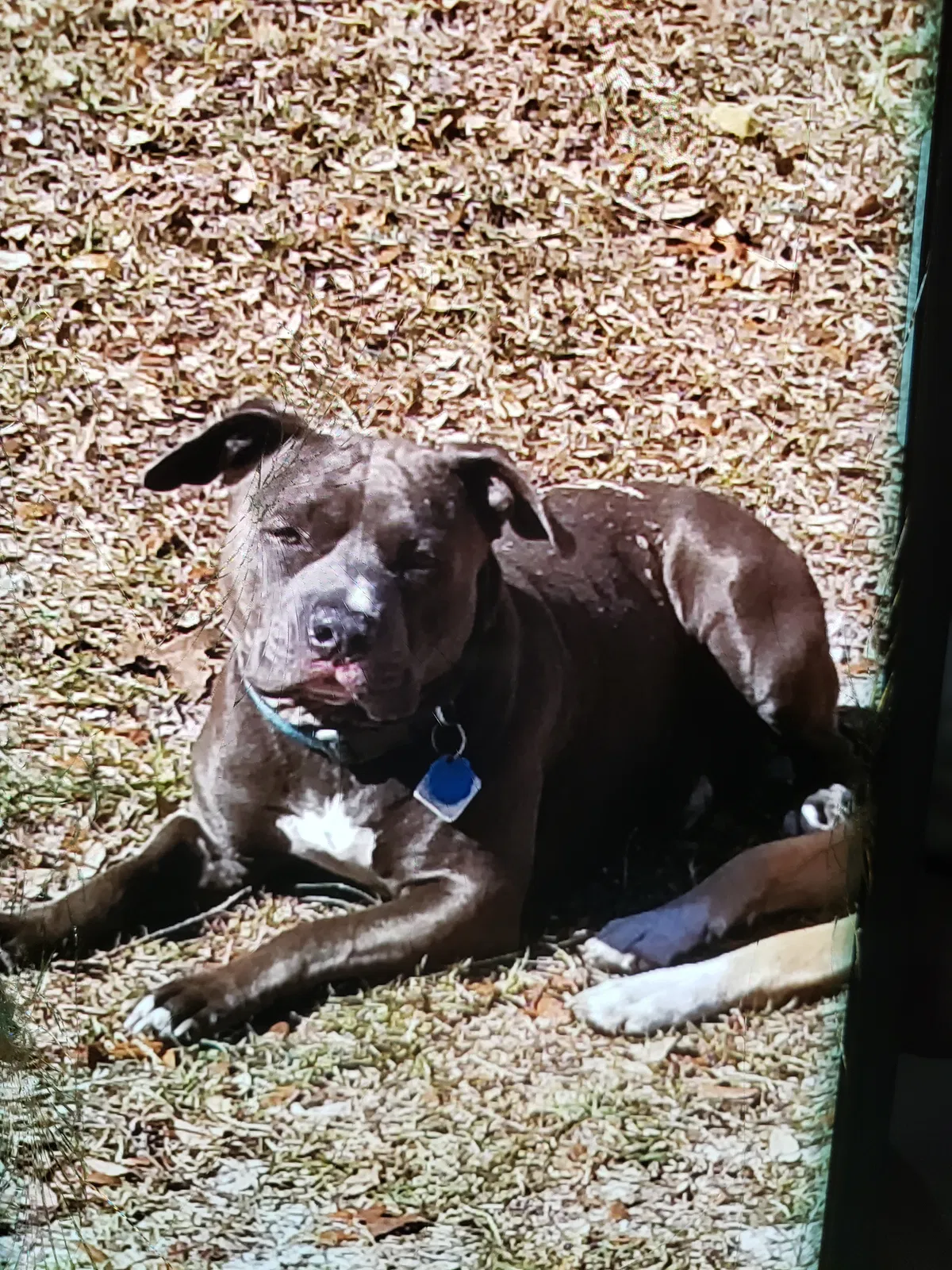 Lost dog in Lecanto, FL, 34461