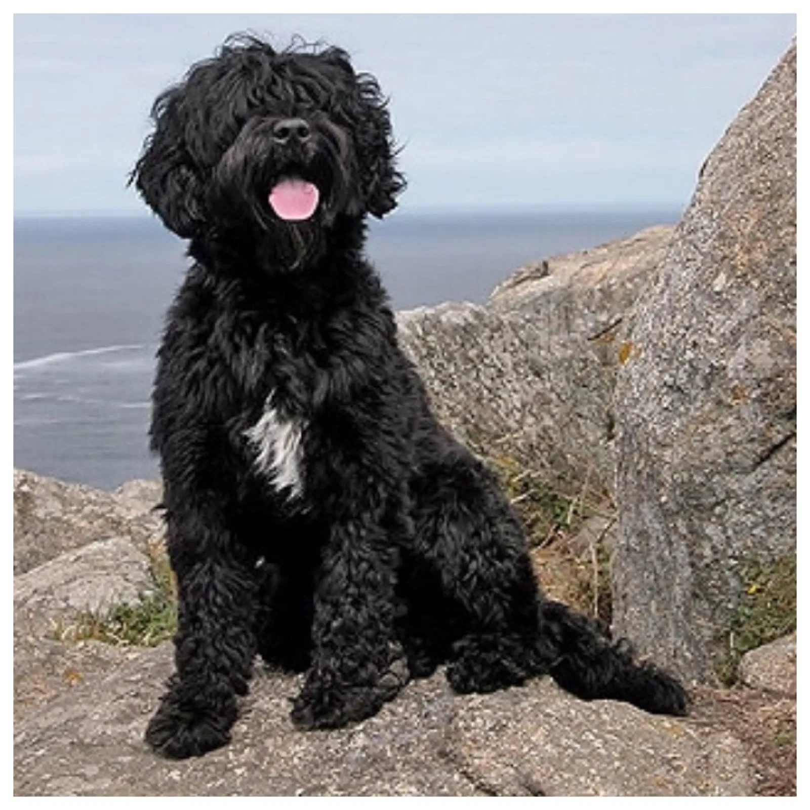 Lost dog in Dacula, GA, 30019