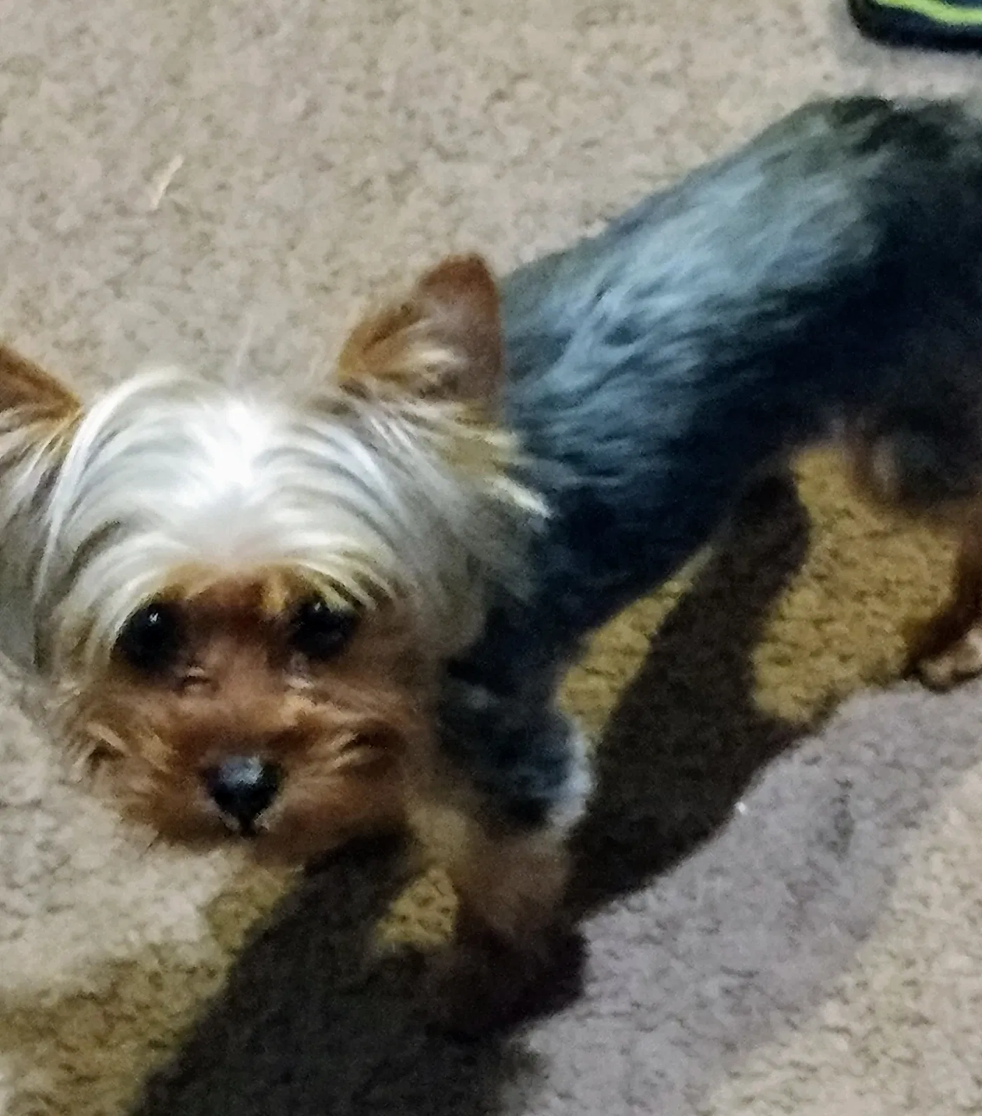 Lost dog in Fort Washington, MD, 20744