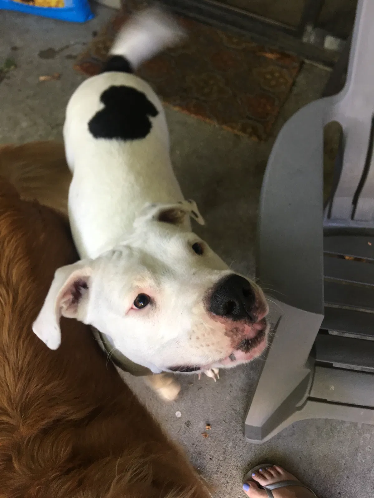 Found dog in Bakersfield, CA, 93309
