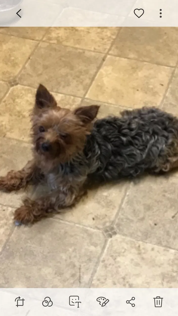 Lost dog in Grand Prairie, TX, 75052