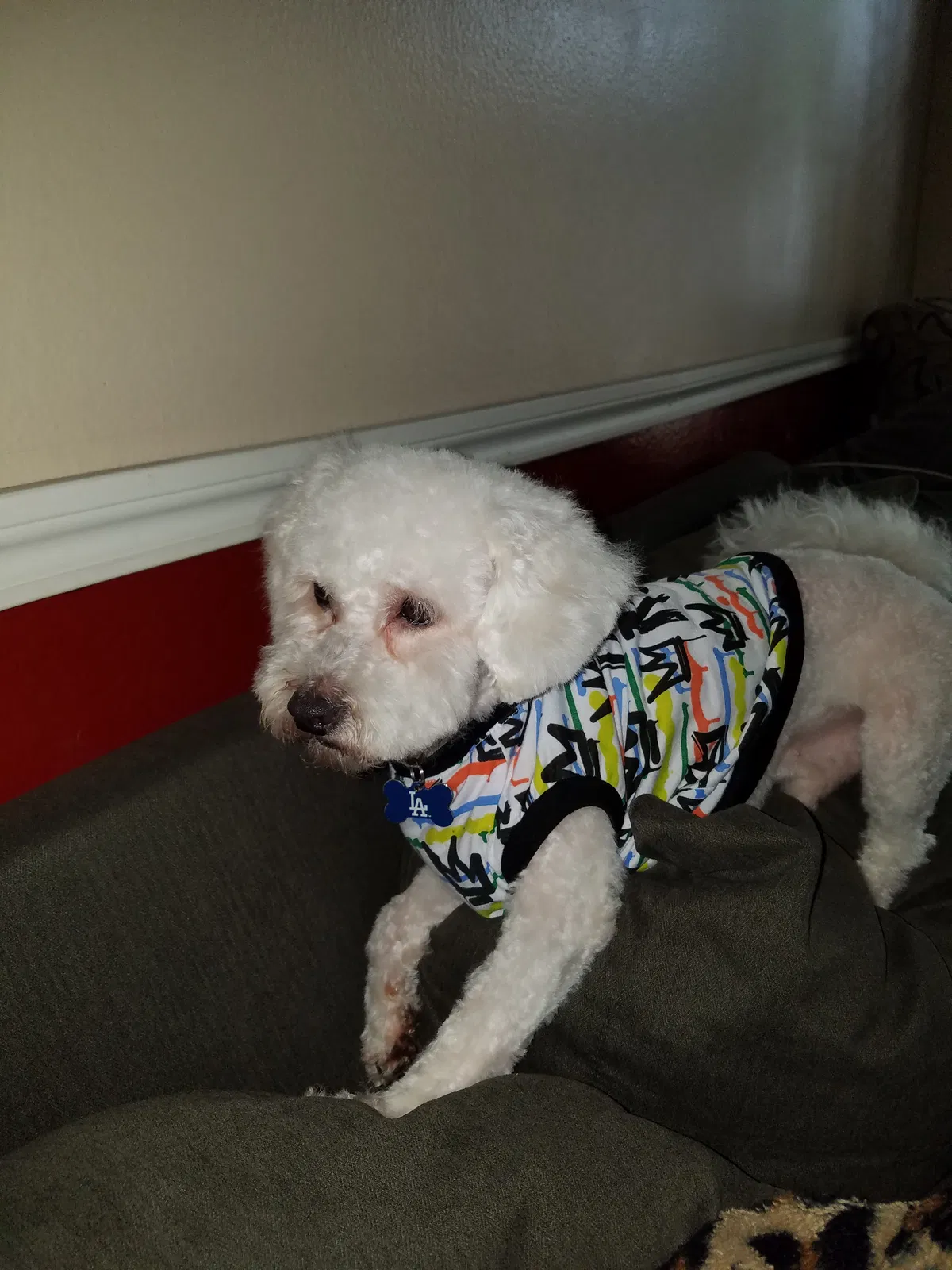 Lost dog in Katy, TX, 77449