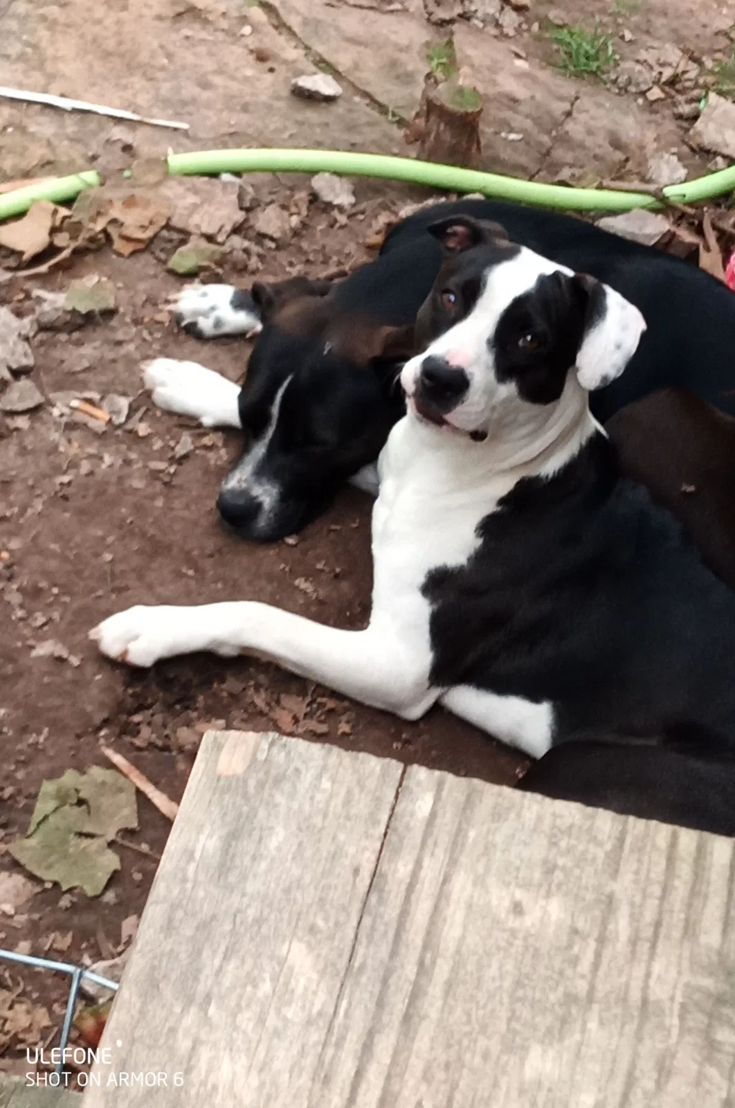 Lost dog in Kansas City, KS, 66102
