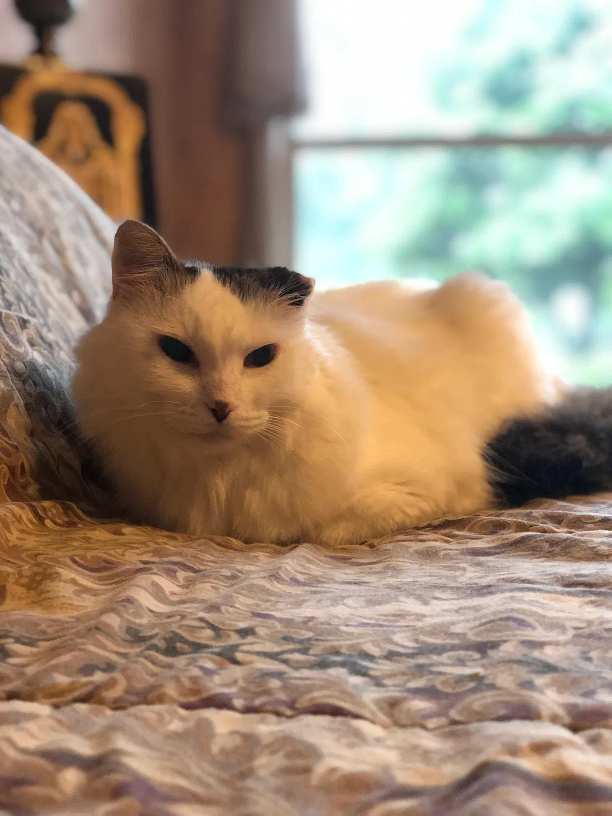 Lost cat in Friendswood, TX, 77546