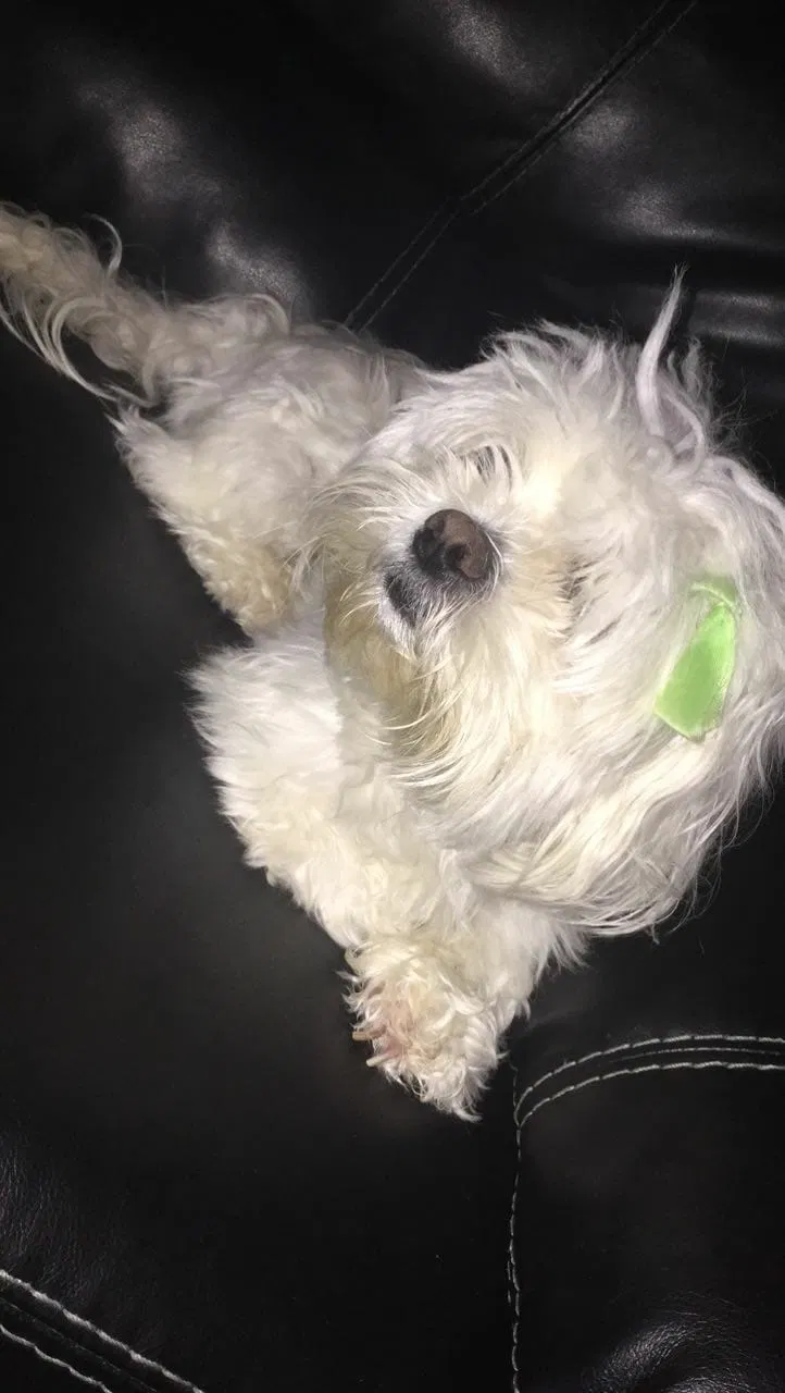 Lost dog in Calumet City, IL, 60409
