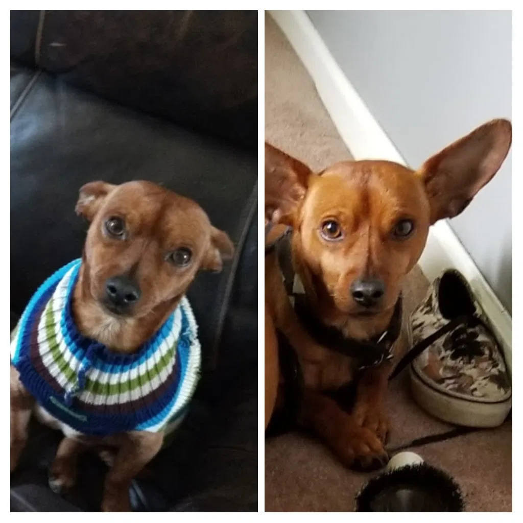 Lost dog in Bethel Park, PA, 15102