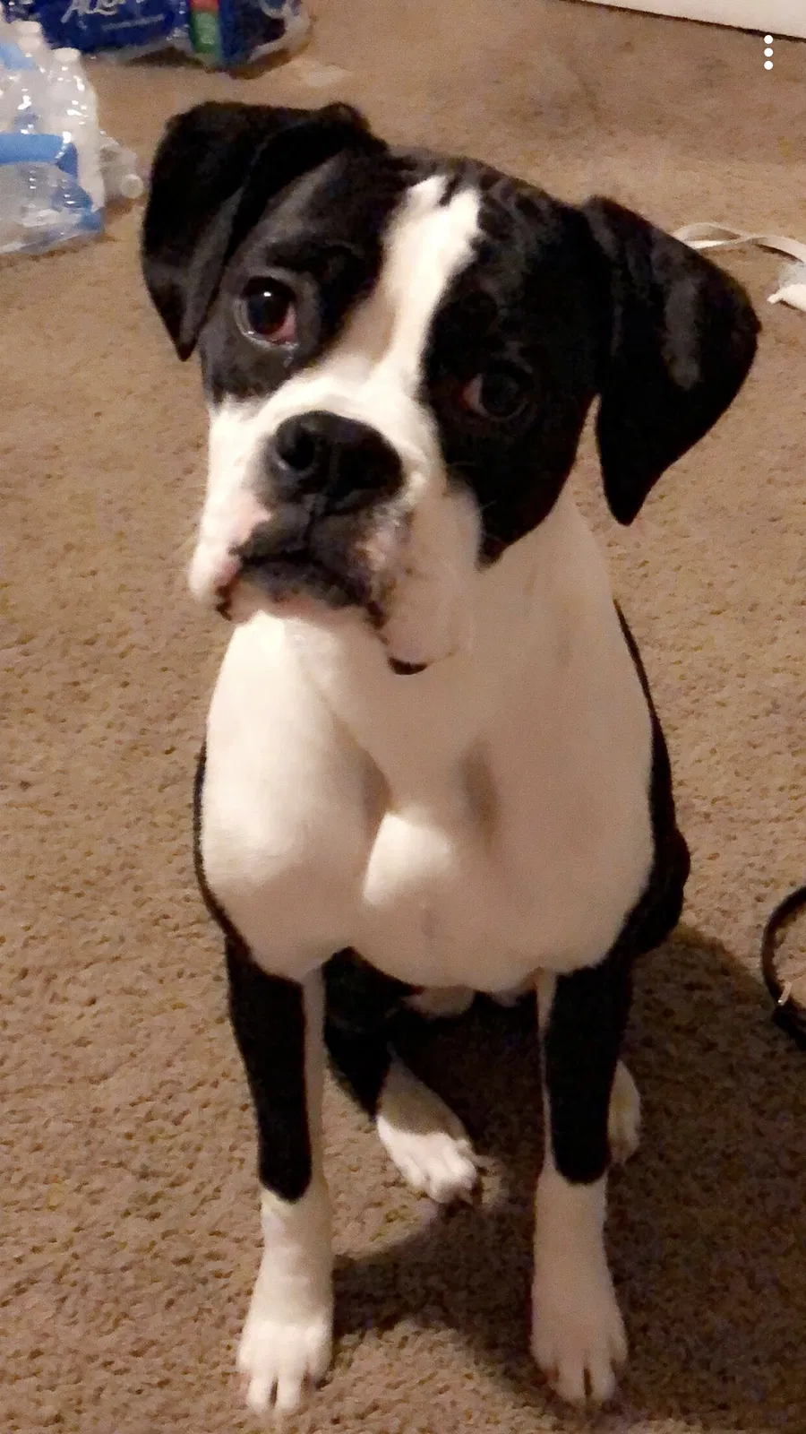 Lost dog in Scranton, PA, 18505