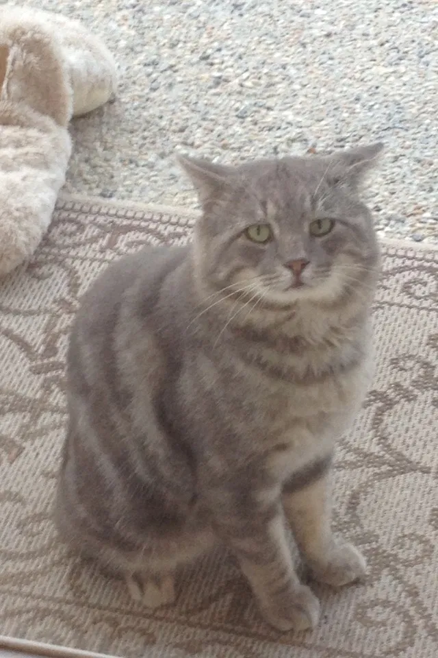 Lost cat in Gulfport, MS, 39503