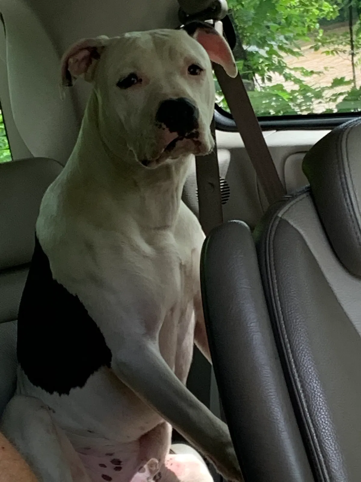 Lost dog in Fletcher, NC, 28732