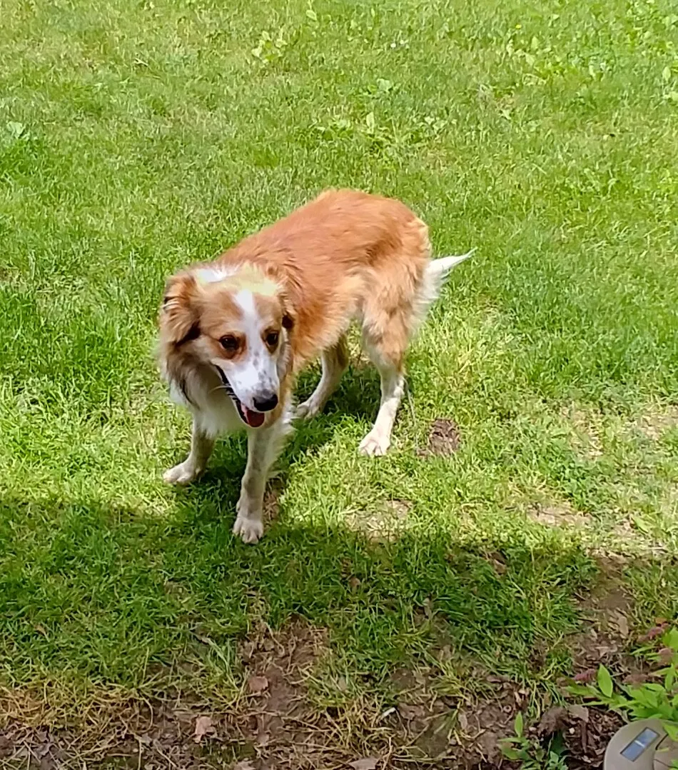 Lost dog in New London, OH, 44851