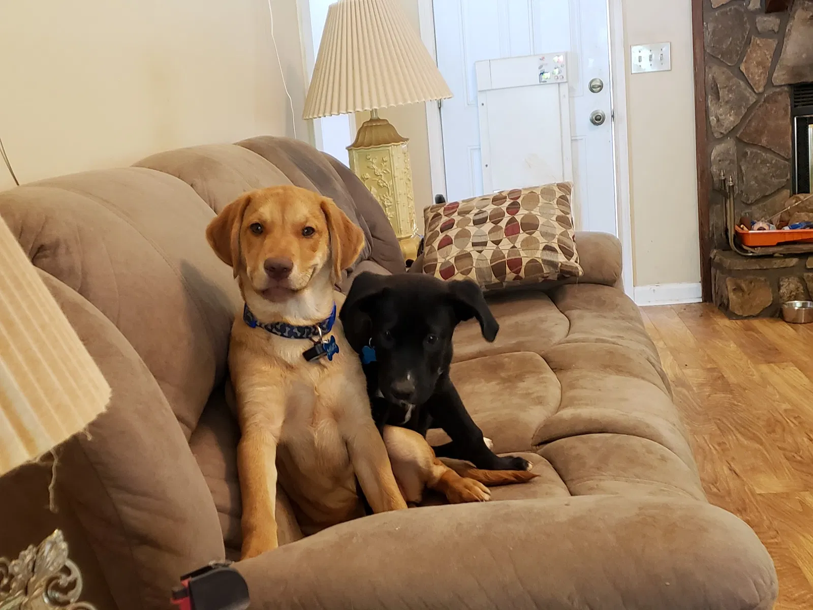 Lost dog in Kennesaw, GA, 30152