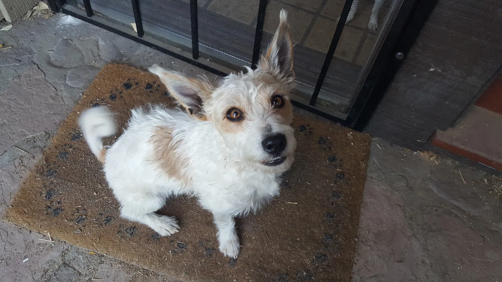 Lost dog in San Francisco, CA, 94112