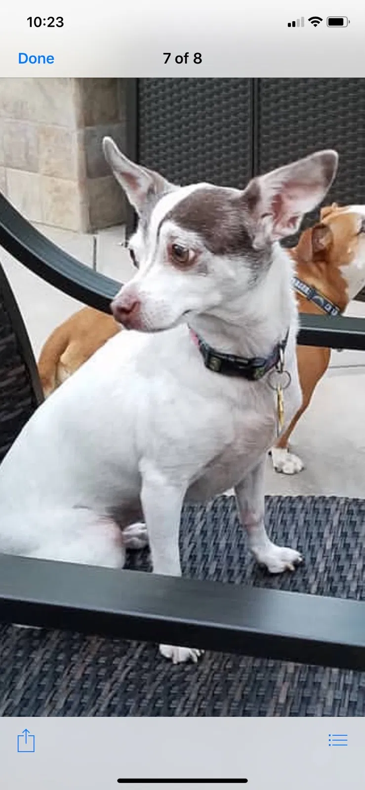 Lost dog in Oxnard, CA, 93030