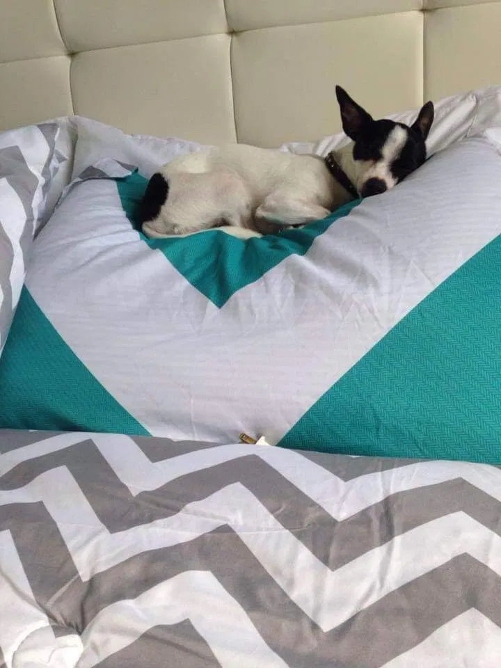 Lost dog in Orlando, FL, 32839
