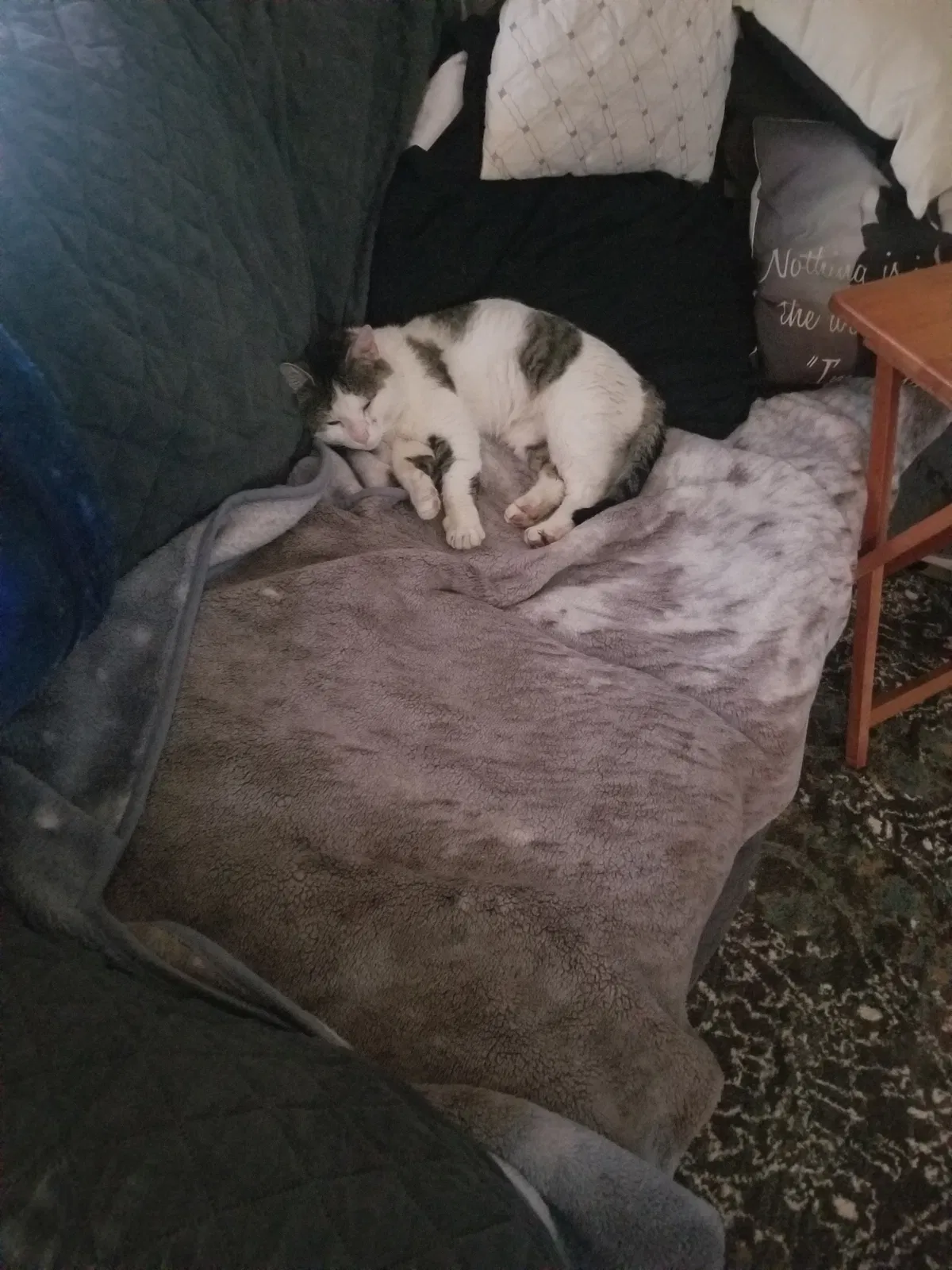 Lost cat in Derry, NH, 3038