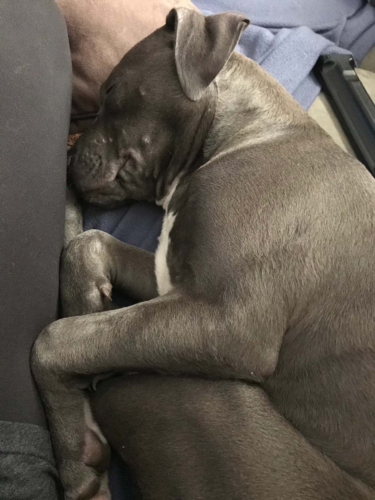 Lost dog in Murfreesboro, TN, 37129