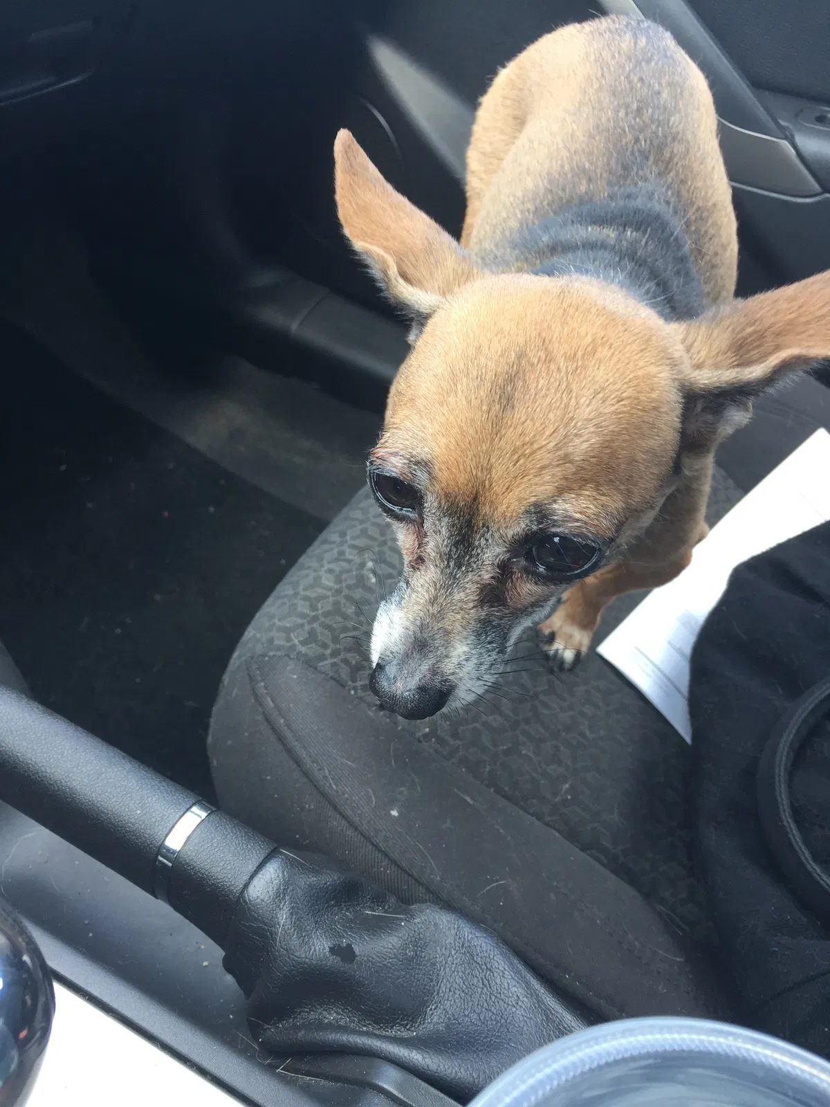 Lost dog in Orlando, FL, 32811