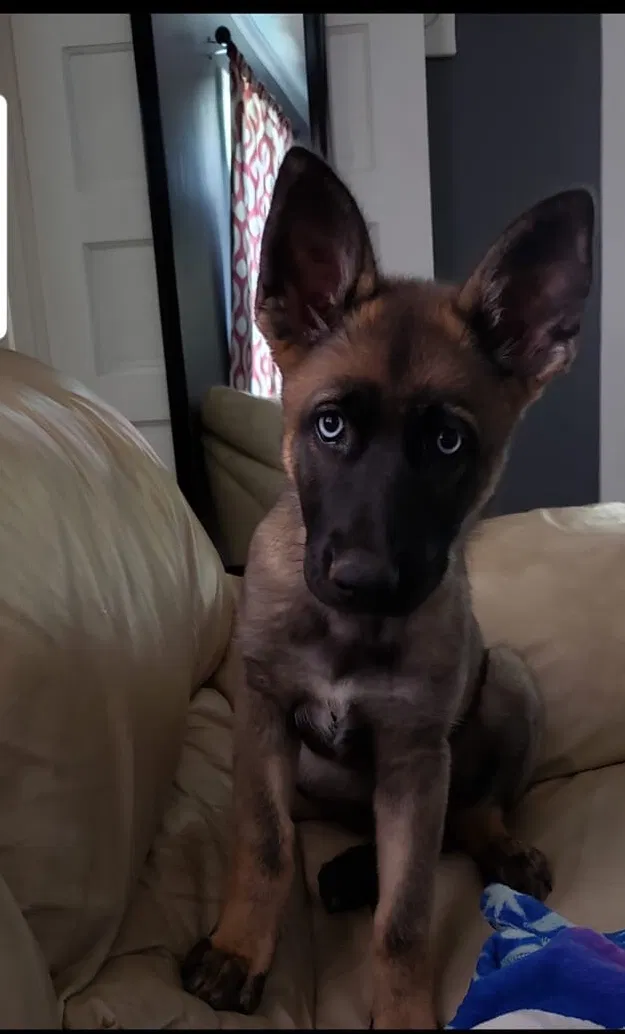 Lost dog in Randleman, NC, 27317