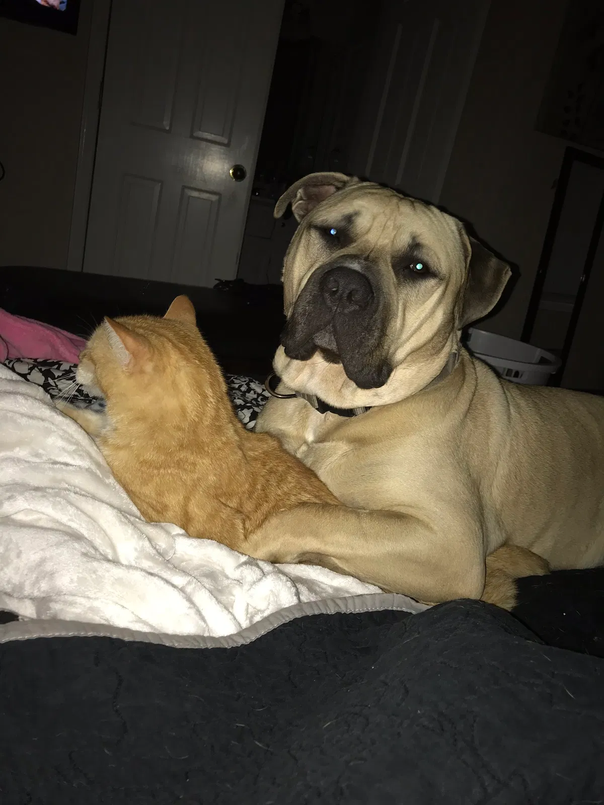 Lost dog in Cleveland, GA, 30528