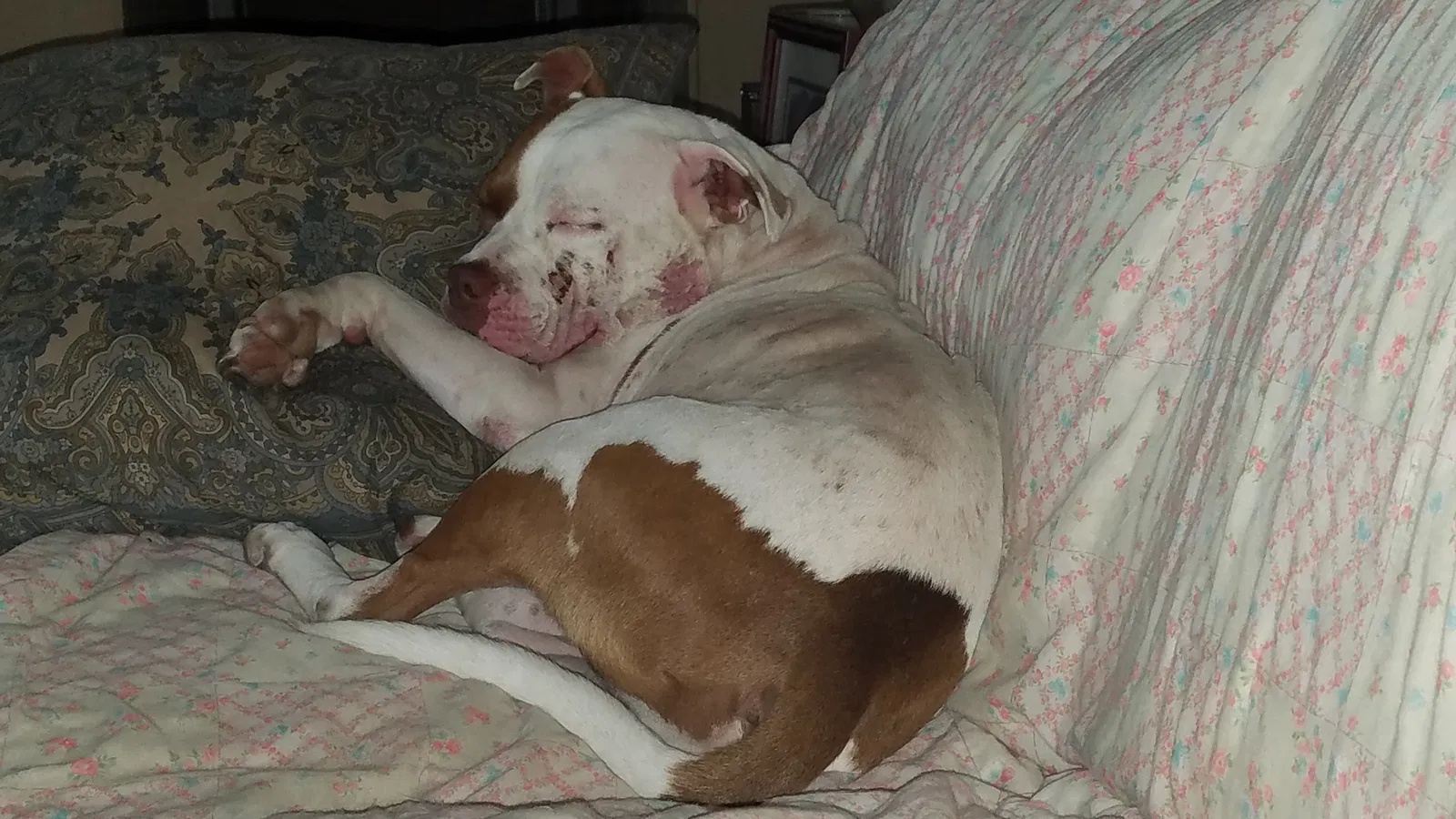 Found dog in Jacksonville, FL, 32277