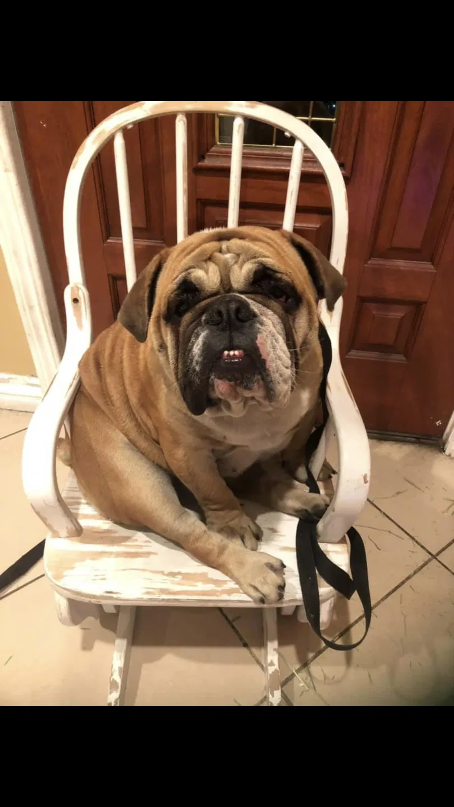 Lost dog in La Puente, CA, 91744