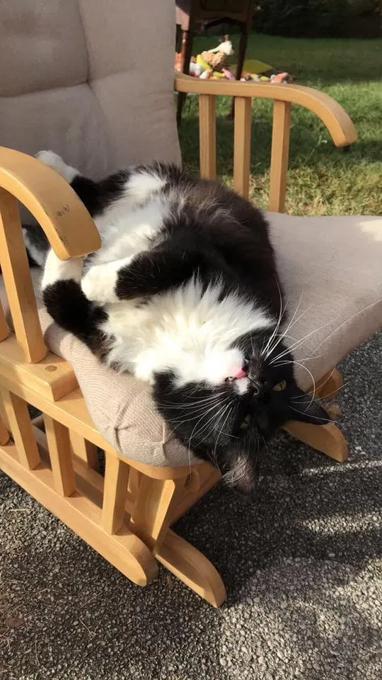 Lost cat in Knoxville, TN, 37918