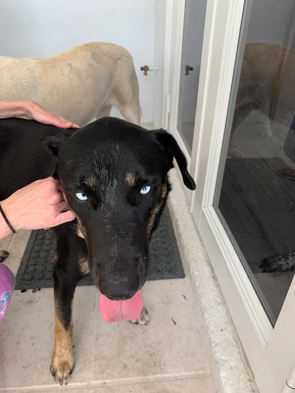 Found dog in Miami, FL, 33176