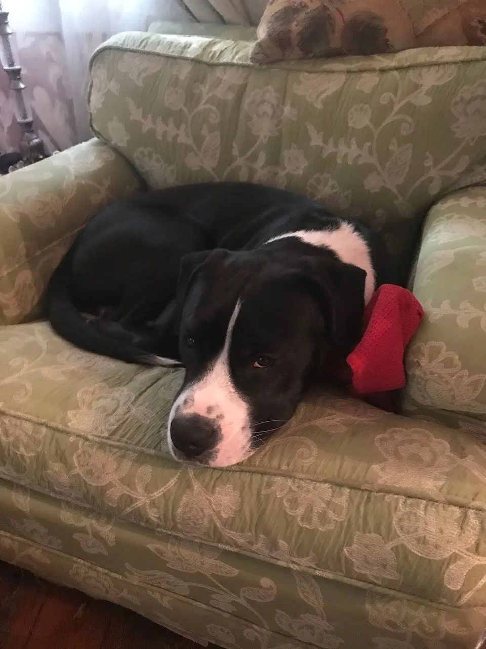 Lost dog in Atlanta, GA, 30350