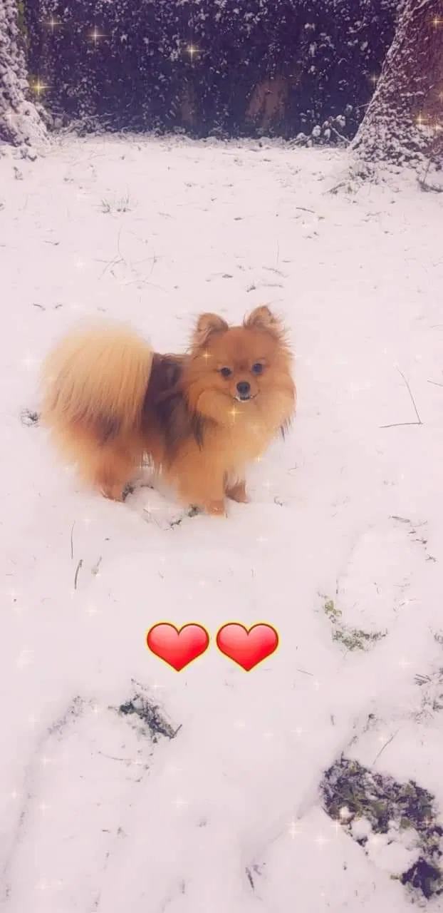 Lost dog in Lakewood, WA, 98499