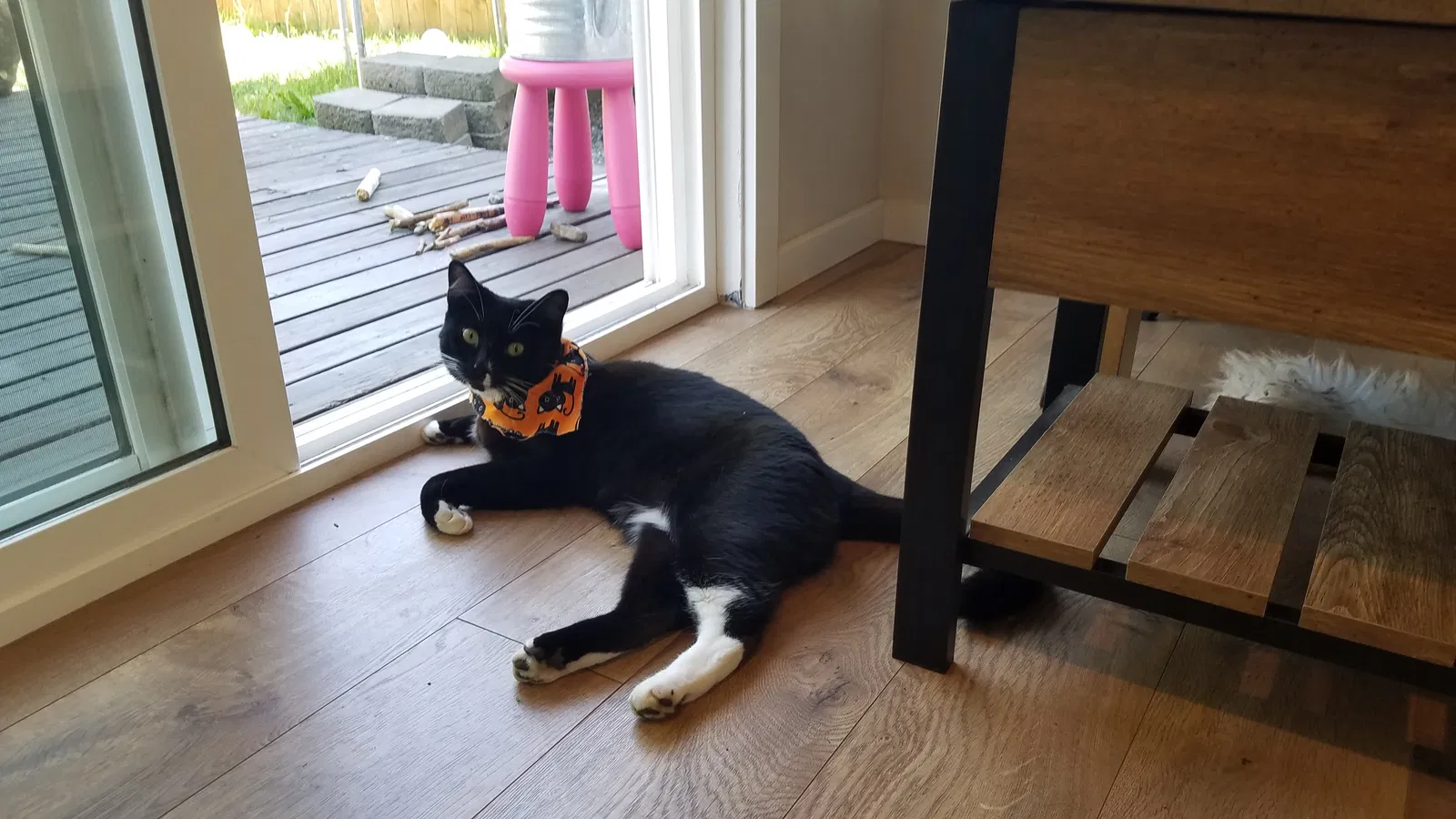 Lost cat in Everett, WA, 98208