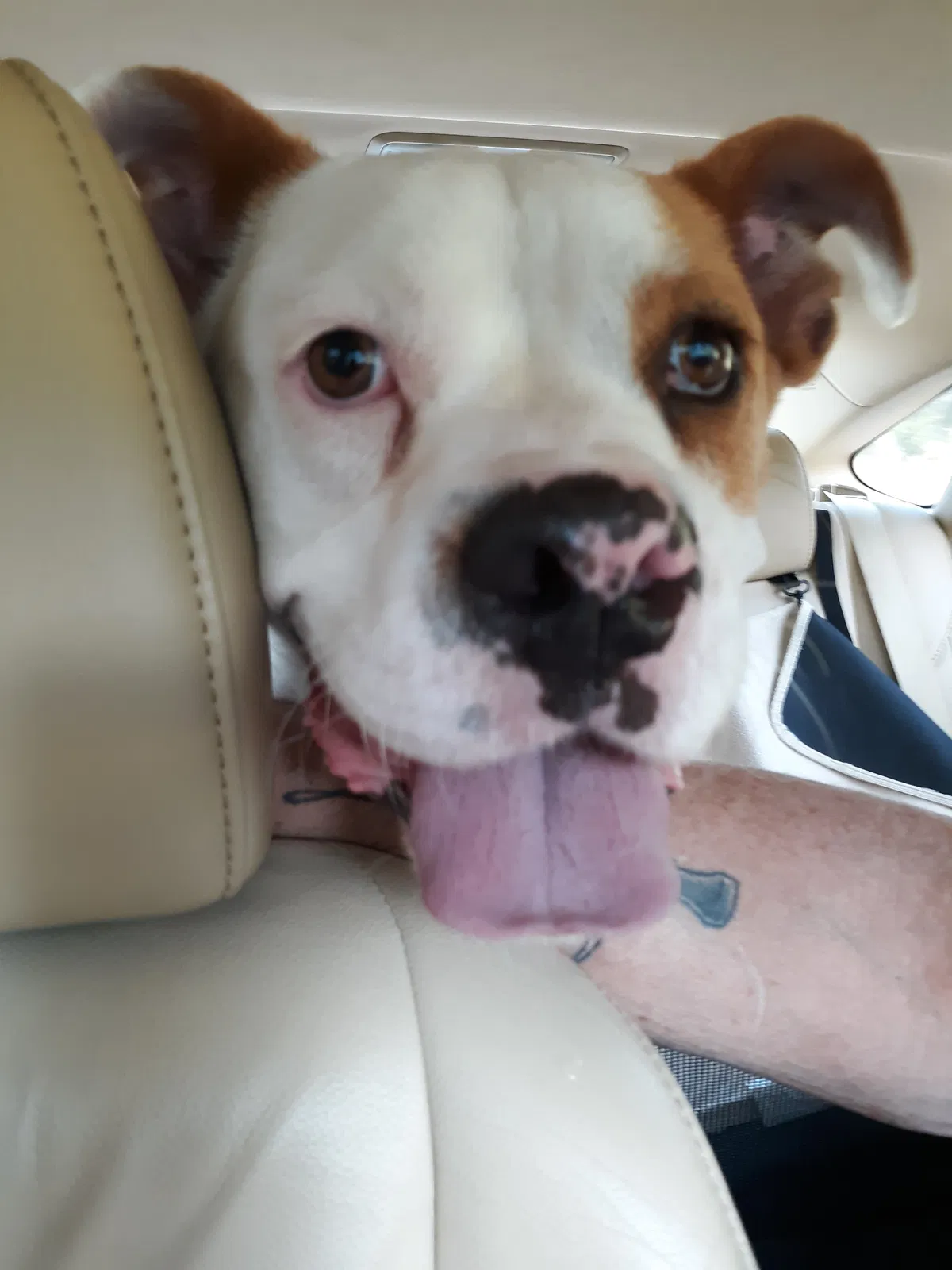 Found dog in Lugoff, SC, 29078