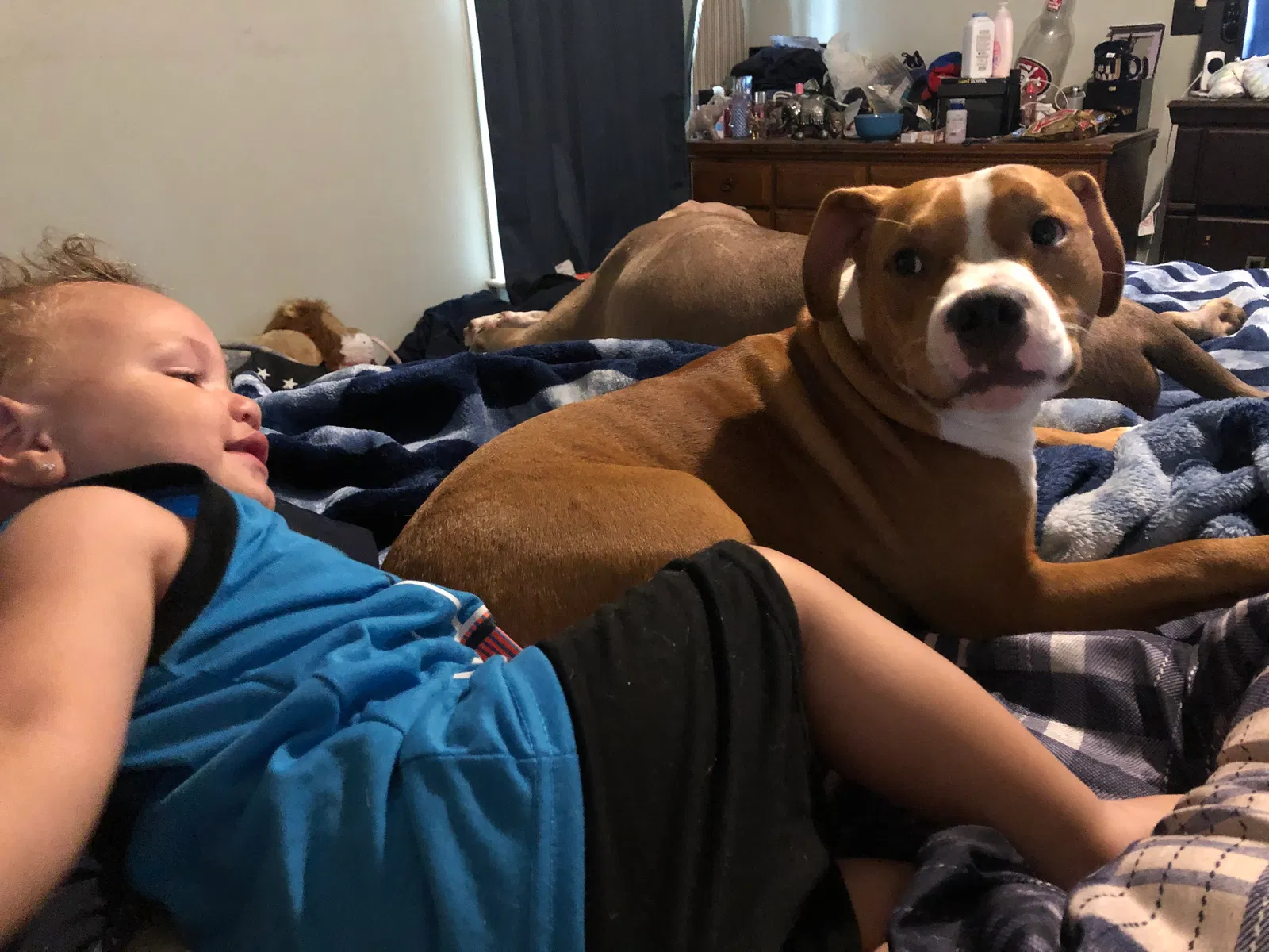 Lost dog in Suffolk, VA, 23434