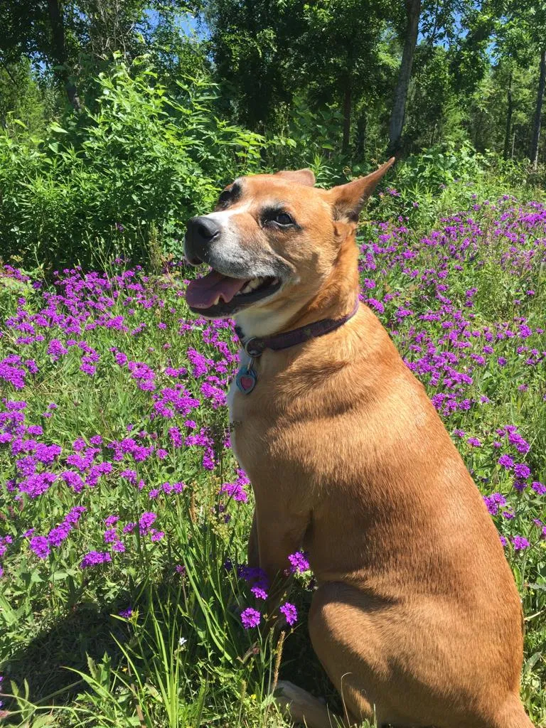 Lost dog in Houston, TX, 77057