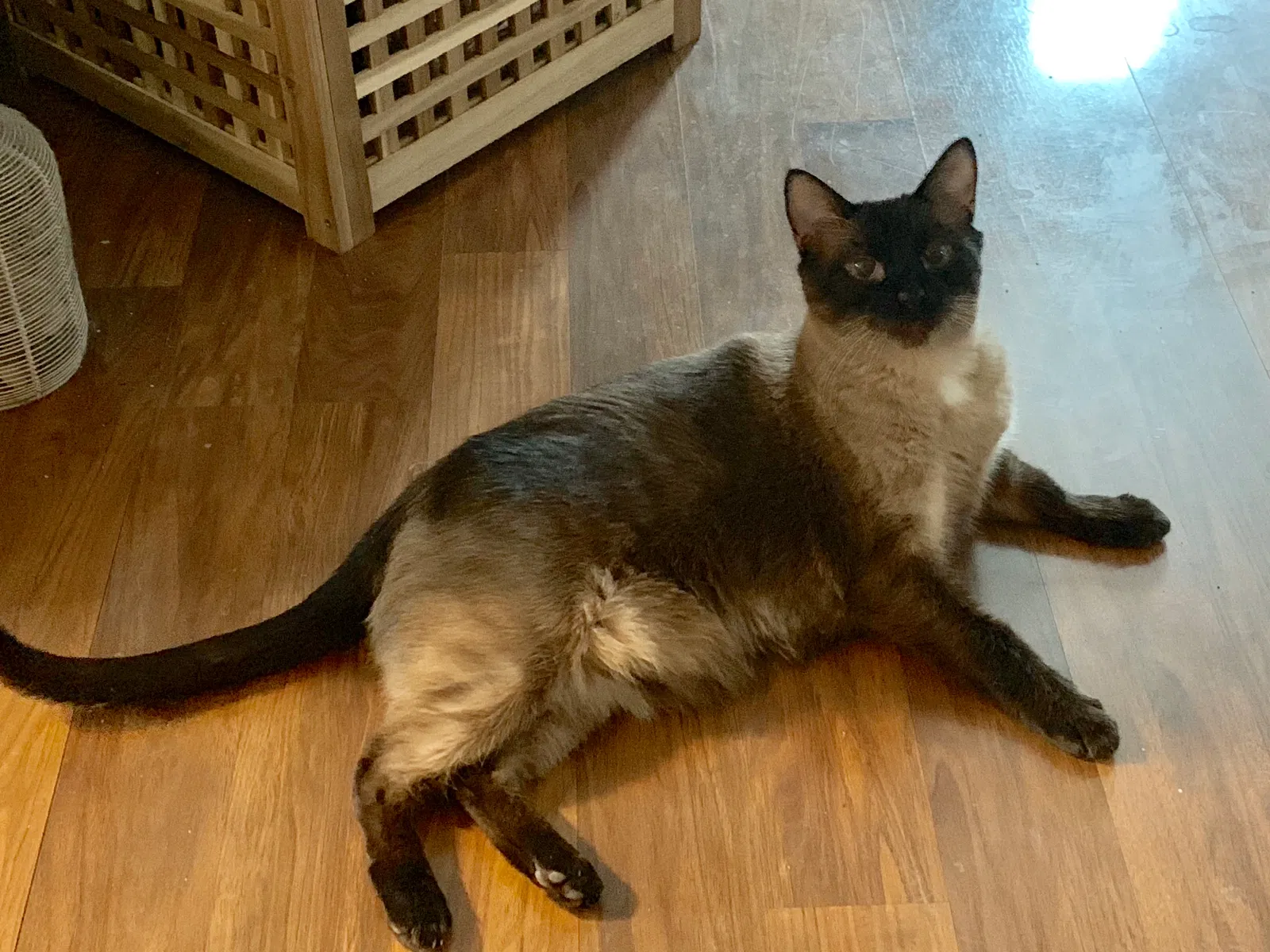 Lost cat in Cleveland, OH, 44130