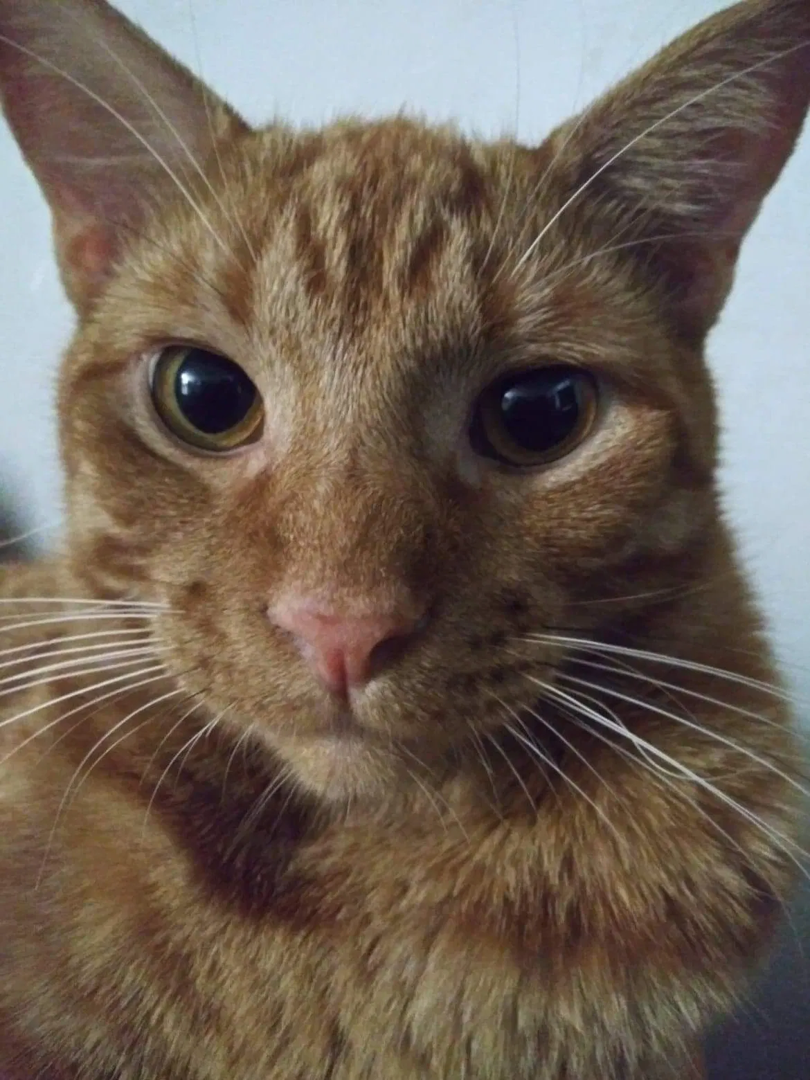 Lost cat in Zephyrhills, FL, 33542
