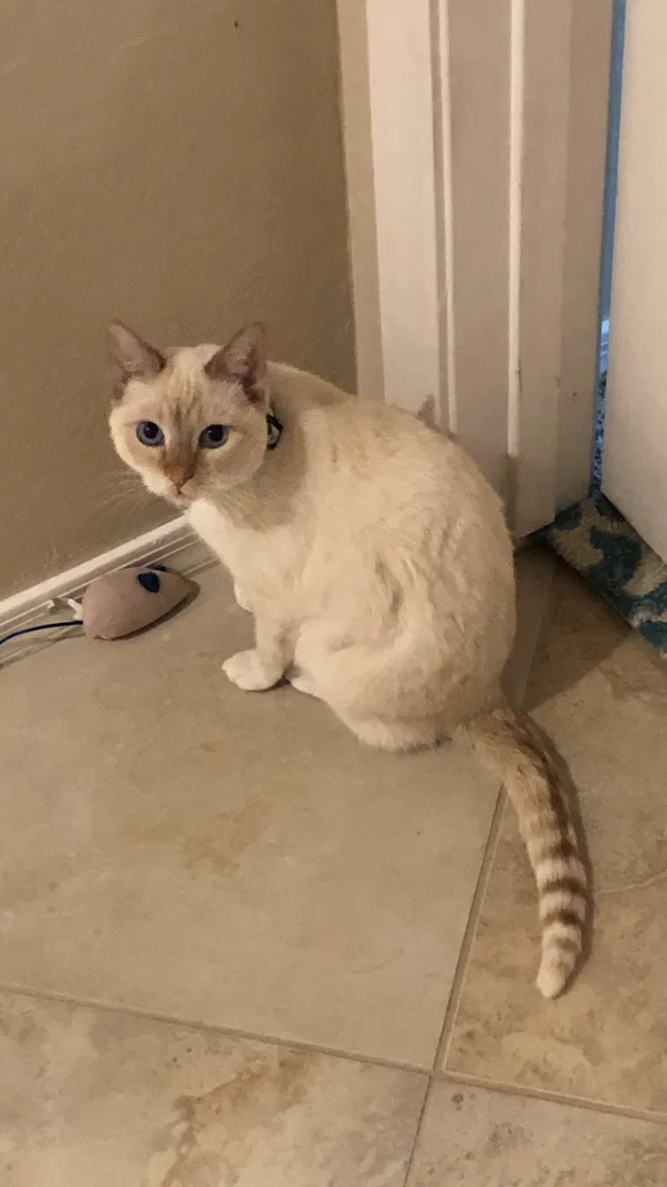 Lost cat in Goodyear, AZ, 85395