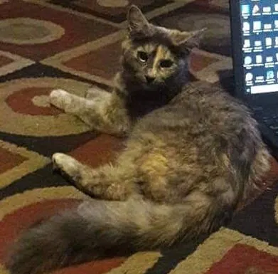 Lost cat in Phoenix, AZ, 85029