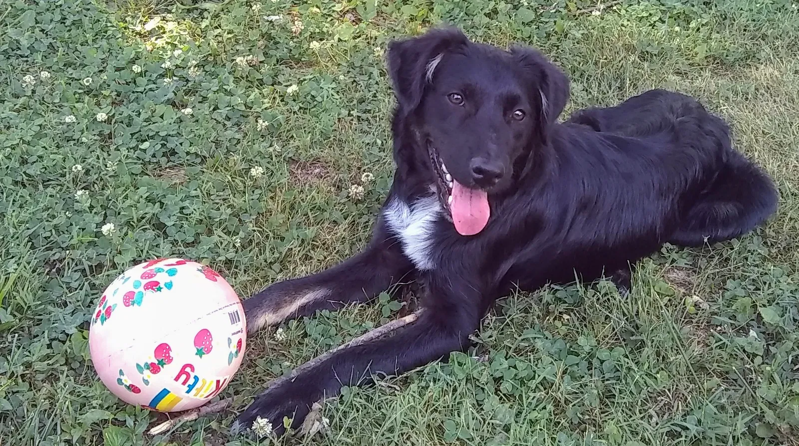 Lost dog in Campbellsville, KY, 42718