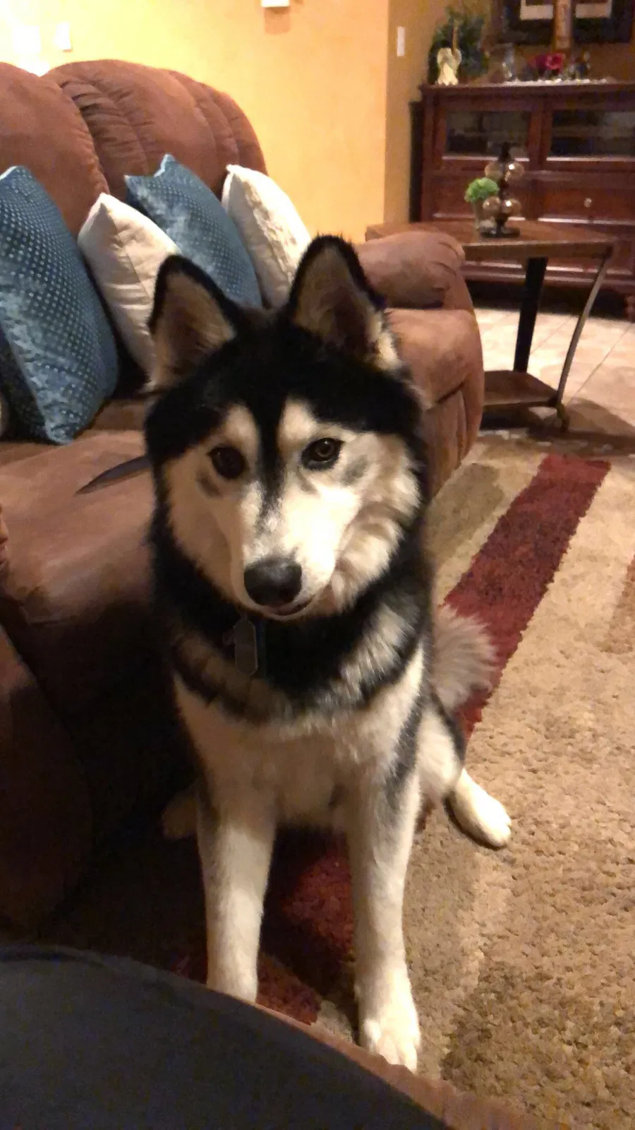Lost dog in Alexandria, IN, 46001