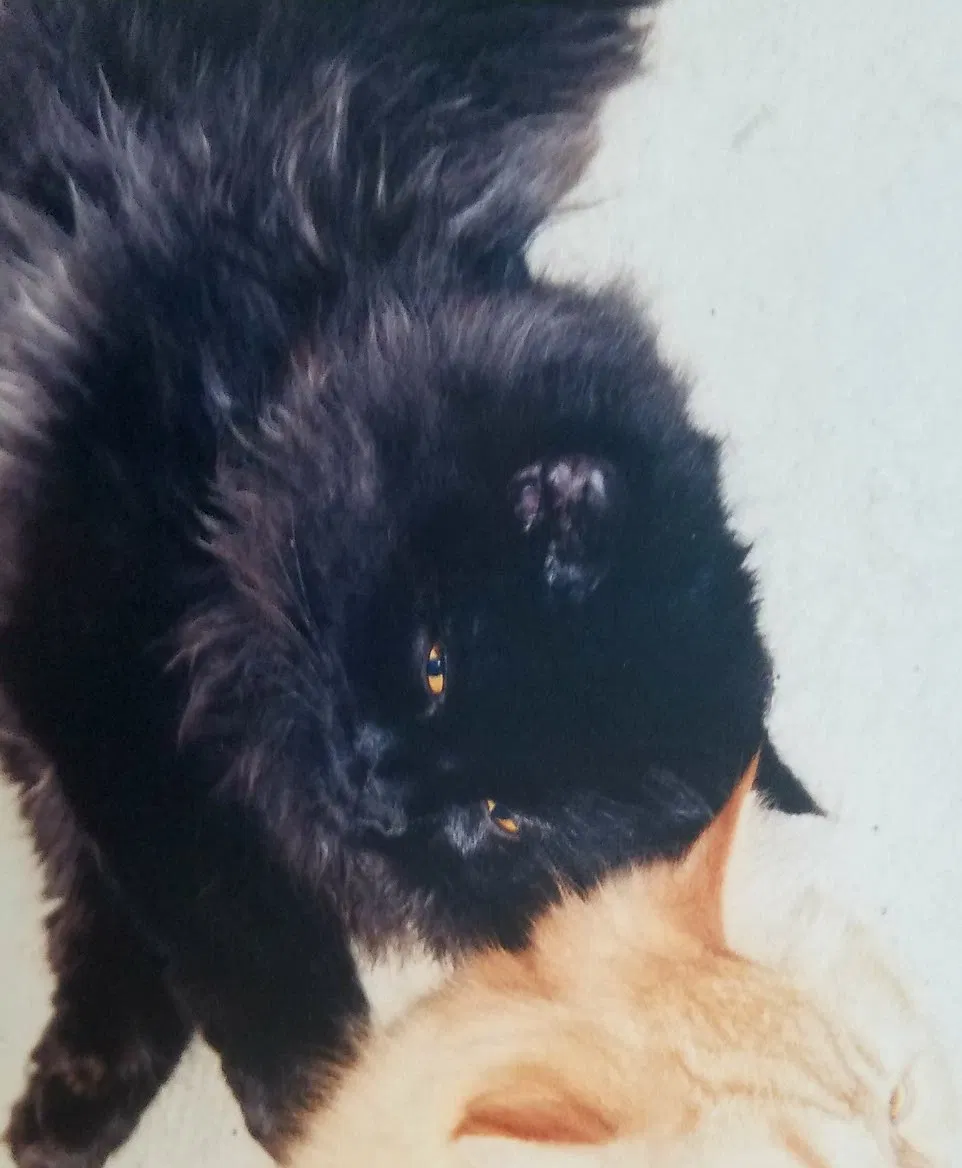 Lost cat in South China, ME, 4358