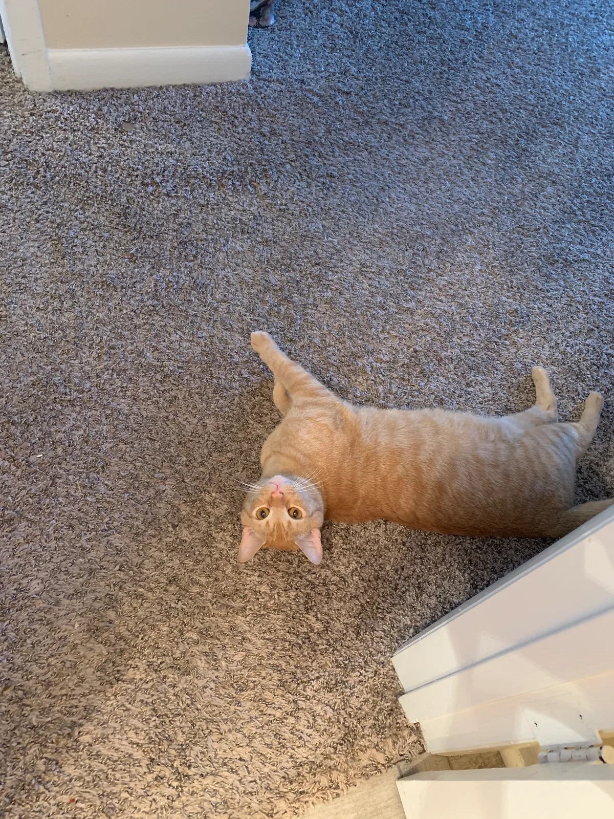 Lost cat in Johnson City, TN, 37604