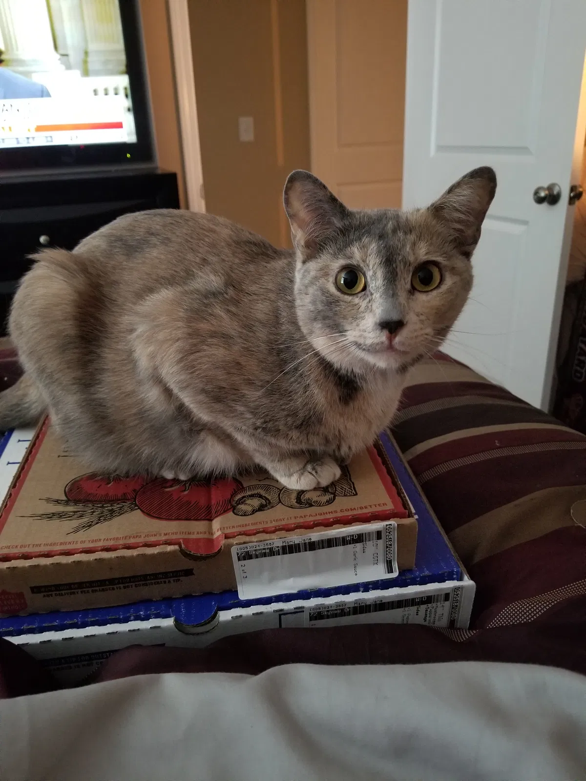 Lost cat in Allen Park, MI, 48101