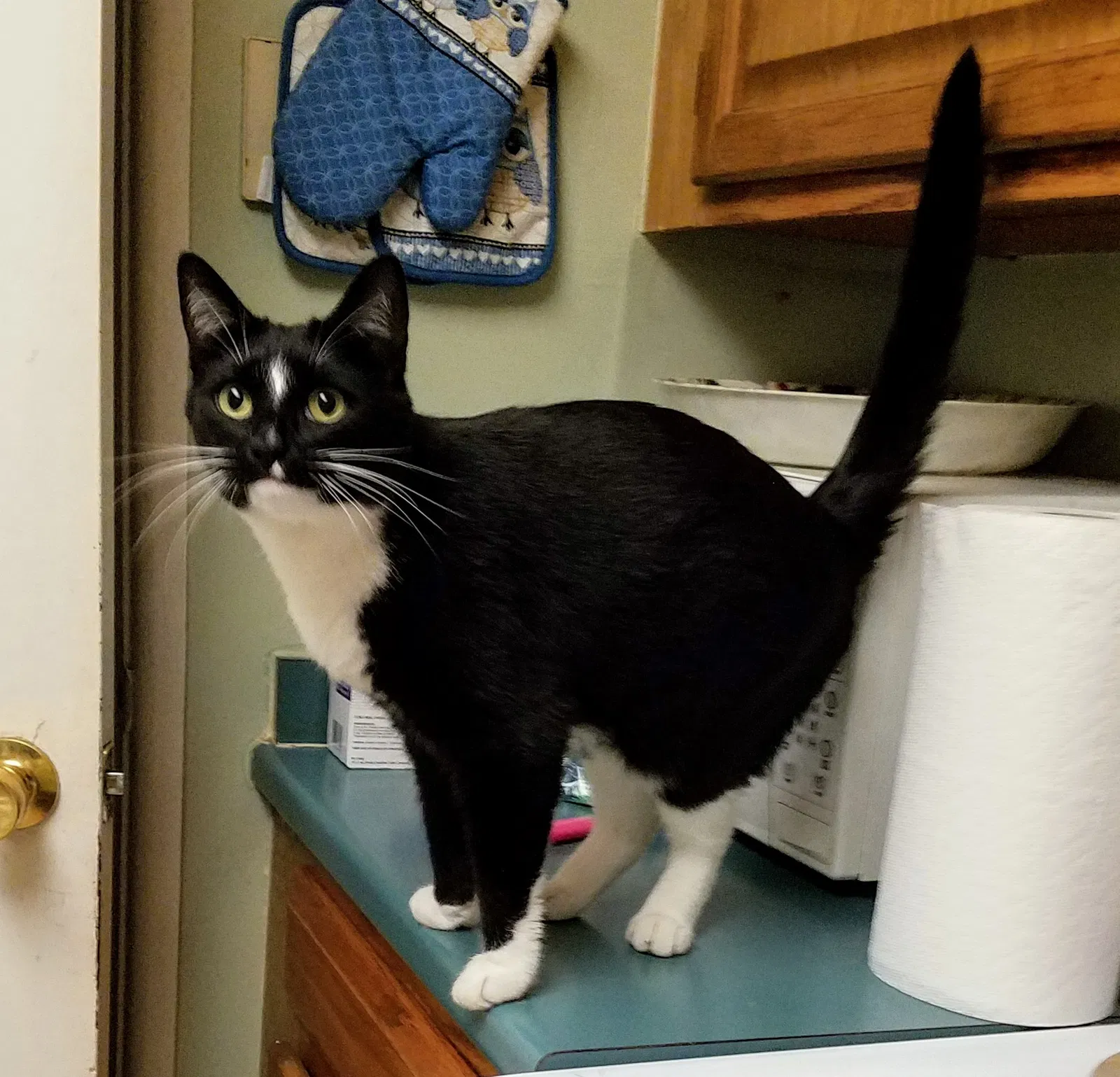Lost cat in Haverhill, MA, 1835