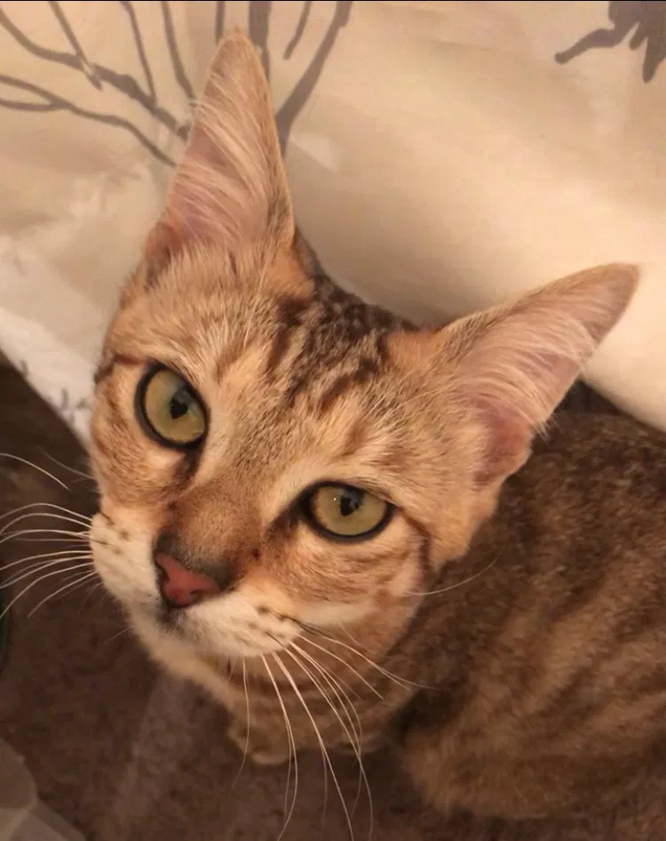 Lost cat in Chattanooga, TN, 37421