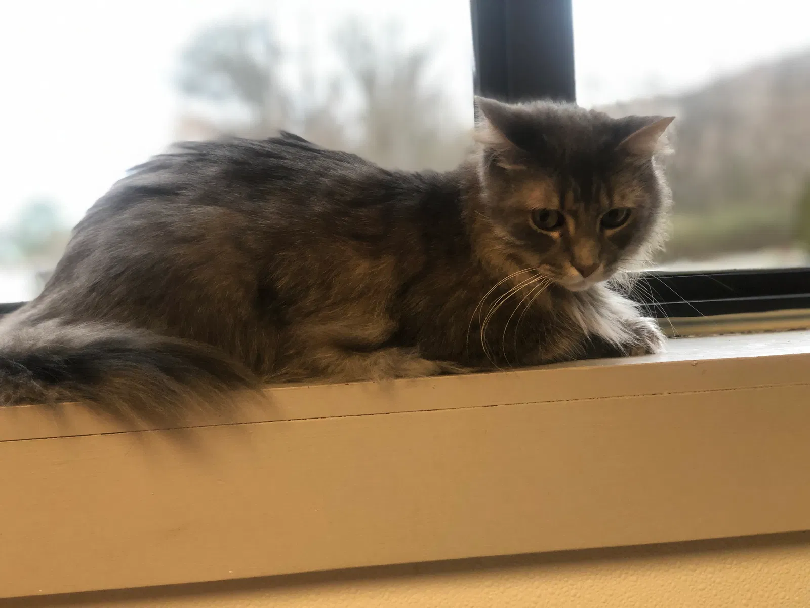 Lost cat in Soddy Daisy, TN, 37379
