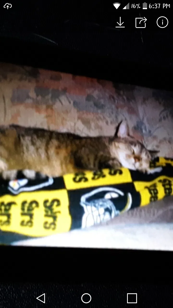 Lost cat in Charleroi, PA, 15022