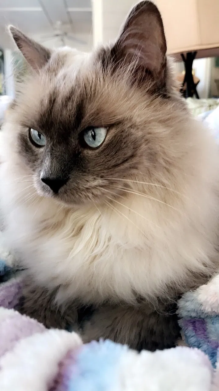 Lost cat in Lake Mary, FL, 32746